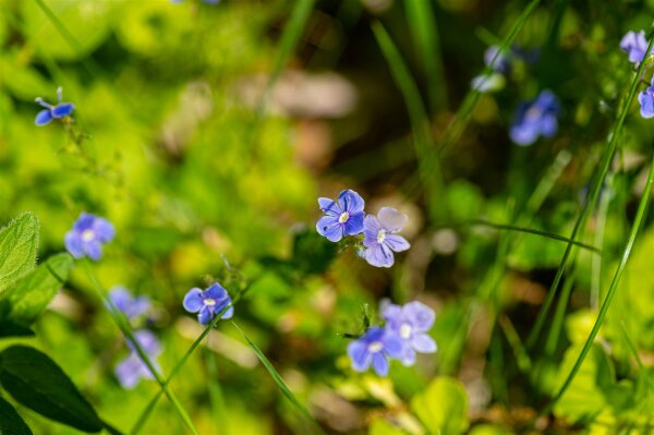 Gamander-Ehrenpreis (Veronica chamaedrys), Pflanze
