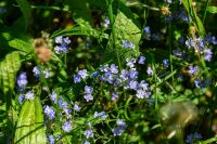 Gamander-Ehrenpreis (Veronica chamaedrys), Pflanze