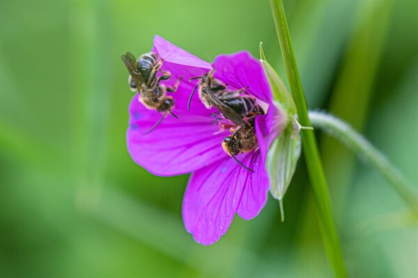 Sumpf-Storchschnabel (Geranium palustre), Pflanze