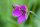 Sumpf-Storchschnabel (Geranium palustre), Pflanze