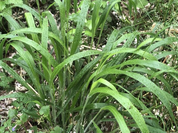 Wald-Zwenke (Brachypodium sylvaticum), Pflanze