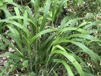 Wald-Zwenke (Brachypodium sylvaticum), Pflanze