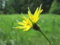Wiesenbocksbart (Tragopogon pratensis), Pflanze