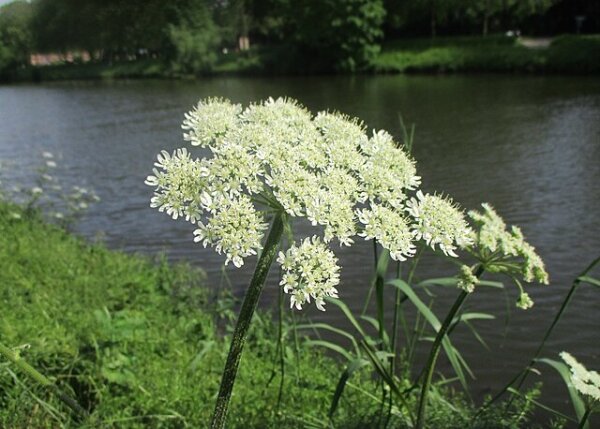 Wiesen-Bärenklau (Heracleum sphondylium), Pflanze