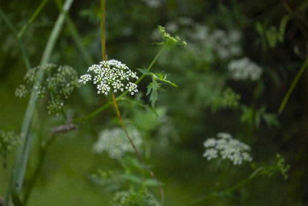 Berle (Berula erecta), Pflanze