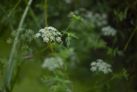 Berle (Berula erecta), Pflanze