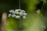 Berle (Berula erecta), Pflanze