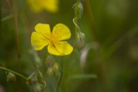 gewöhnliches Sonnenröschen (Helianthemum...