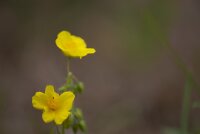 gewöhnliches Sonnenröschen (Helianthemum...