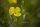 gewöhnliches Sonnenröschen (Helianthemum nummularium), Pflanze