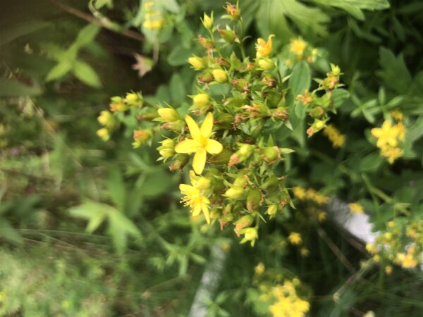 geflügeltes Johanniskraut, Flügel-Hartheu  (Hypericum tetrapterum), Pflanze