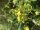 geflügeltes Johanniskraut, Flügel-Hartheu  (Hypericum tetrapterum), Pflanze