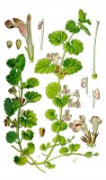 Gundermann (Glechoma hederacea), Pflanze