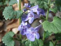 Gundermann (Glechoma hederacea), Pflanze