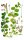 Gundermann (Glechoma hederacea), Pflanze