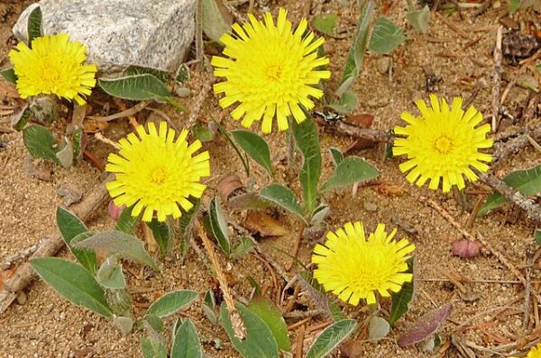 Kleines Habichtskraut, Mausohr-Habichtskraut (Hieracium pilosella), Pflanze