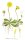 Kleines Habichtskraut, Mausohr-Habichtskraut (Hieracium pilosella), Pflanze