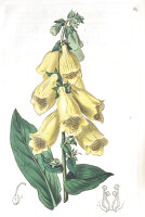 Großblütiger Fingerhut (Digitalis...