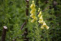 Großblütiger Fingerhut (Digitalis...