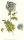blaue Himmelsleiter (Polemonium caeruleum), Pflanze