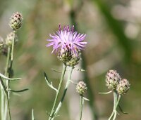 Rispen-Flockenblume (Centaurea stoebe), Pflanze