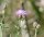 Rispen-Flockenblume (Centaurea stoebe), Pflanze