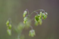 Mittleres Zittergras (Briza media), Samen