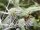 Flachblatt-Mannstreu (Eryngium planum), Pflanze
