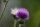 graue Kratzdistel (Cirsium canum)