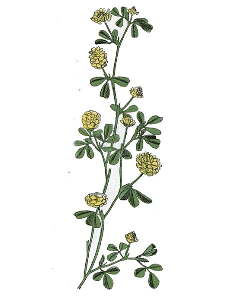 Kleiner Klee, Faden -Klee (Trifolium dubium)