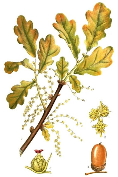 Stieleiche (Quercus robur), Samen