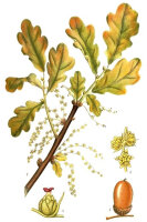 Stieleiche (Quercus robur), Samen