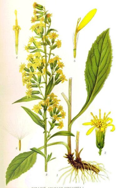 Gewöhnl. Goldrute (Solidago virgaurea), Samen