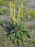 Schwarze Königskerze (Verbascum nigrum), Samen