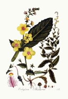 Schaben-Königskerze (Verbascum blattaria), Samen