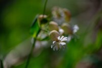 Taubenkropf-Leimkraut (Silene vulgaris), Samen