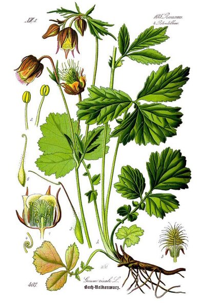 Bachnelkenwurz (Geum rivale), Samen