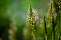 Gewöhnliches Ruchgras (Anthoxanthum odoratum), Samen