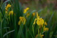Gelbe Sumpfschwertlilie (Iris pseudacorus), Samen