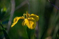 Gelbe Sumpfschwertlilie (Iris pseudacorus), Samen