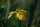 Gelbe Sumpfschwertlilie (Iris pseudacorus), Samen