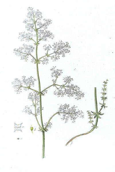 Wiesen-Labkraut (Galium mollugo), Samen