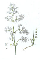 Wiesen-Labkraut (Galium mollugo), Samen