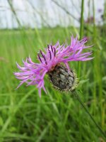 Skabiosen-Flockenblume (Centaurea scabiosa), Pflanze