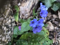 Geflecktes Lungenkraut (Pulmonaria officinalis), Pflanze
