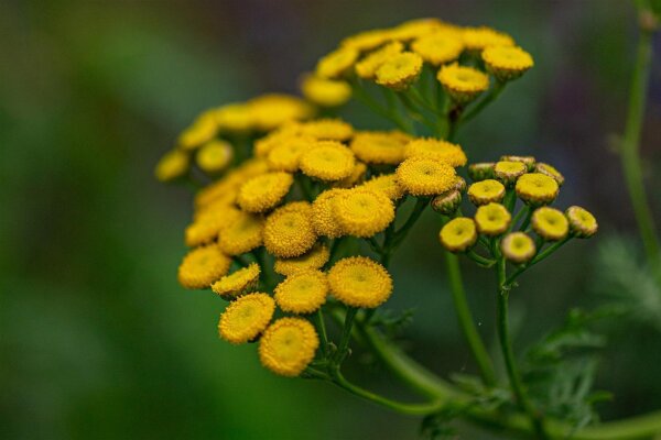Rainfarn (Tanacetum vulgare), Pflanzen