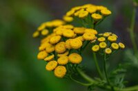 Rainfarn (Tanacetum vulgare), Pflanzen