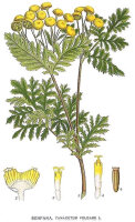 Rainfarn (Tanacetum vulgare), Pflanzen