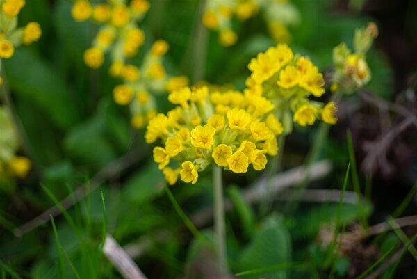 Echte Schlüsselblume (Primula veris), Pflanze