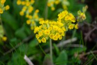 Echte Schlüsselblume (Primula veris), Pflanze